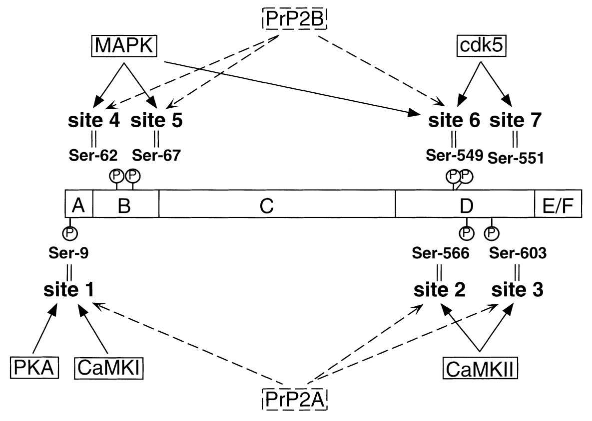 Phosphorylation sites of synapsin I by various protein kinases.jpg